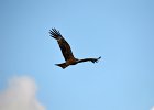 Zwarte wouw (oostelijk) (black-eared kite) Milvus migrans lineatus  - Ogii Nuur 14-08-2016 (1)